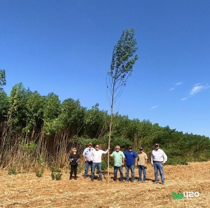 tallest-cannabis-plant-2.jpg