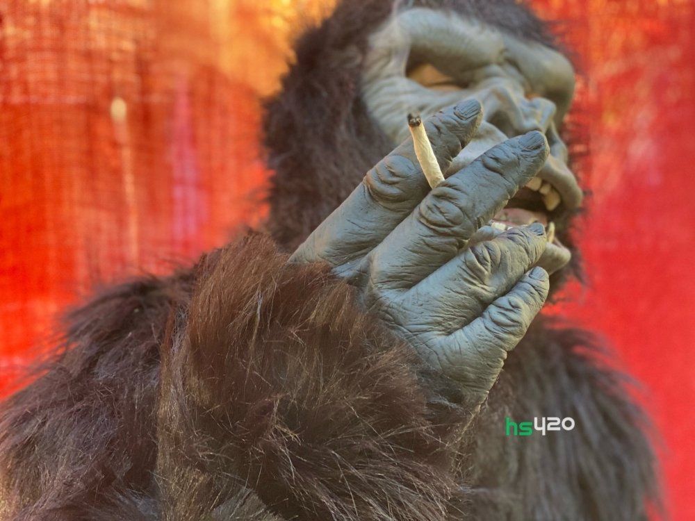 ape-marijuana (1).jpg