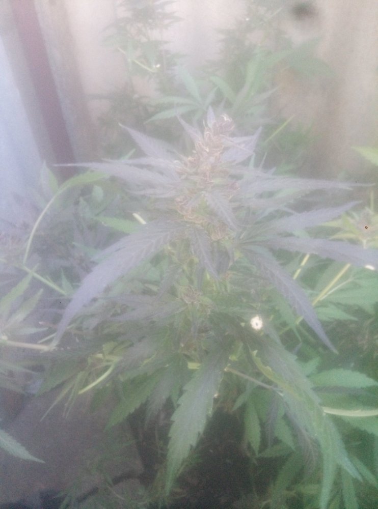 10_20Purple2.thumb.jpg.ec348a146f07ffd5cc6d2b8445ec3af8.jpg