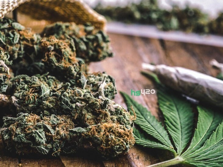 cannabis-malta (1).jpg