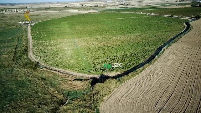 cannabis-farm-spain-high-shot (1).jpg