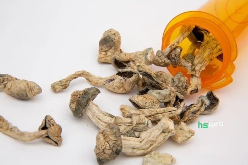 medical-psilocybin (1) (1).jpg