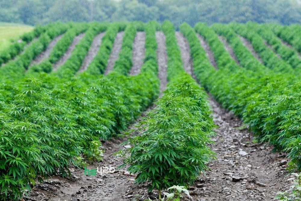 hemp-field (1).jpg
