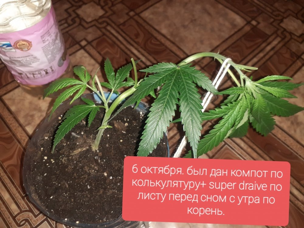 20211005_211557.jpg