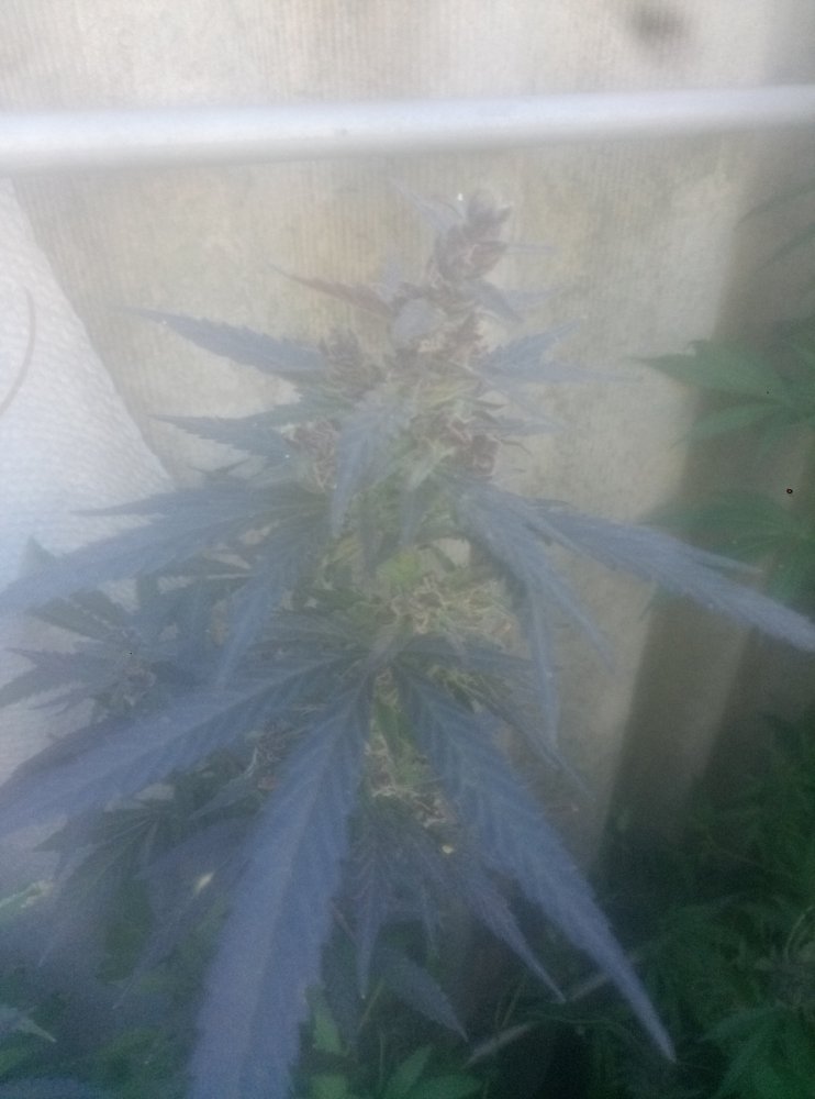 228025312_10_20Purple1.thumb.jpg.0c18c9db70f044605fca28986b408468.jpg
