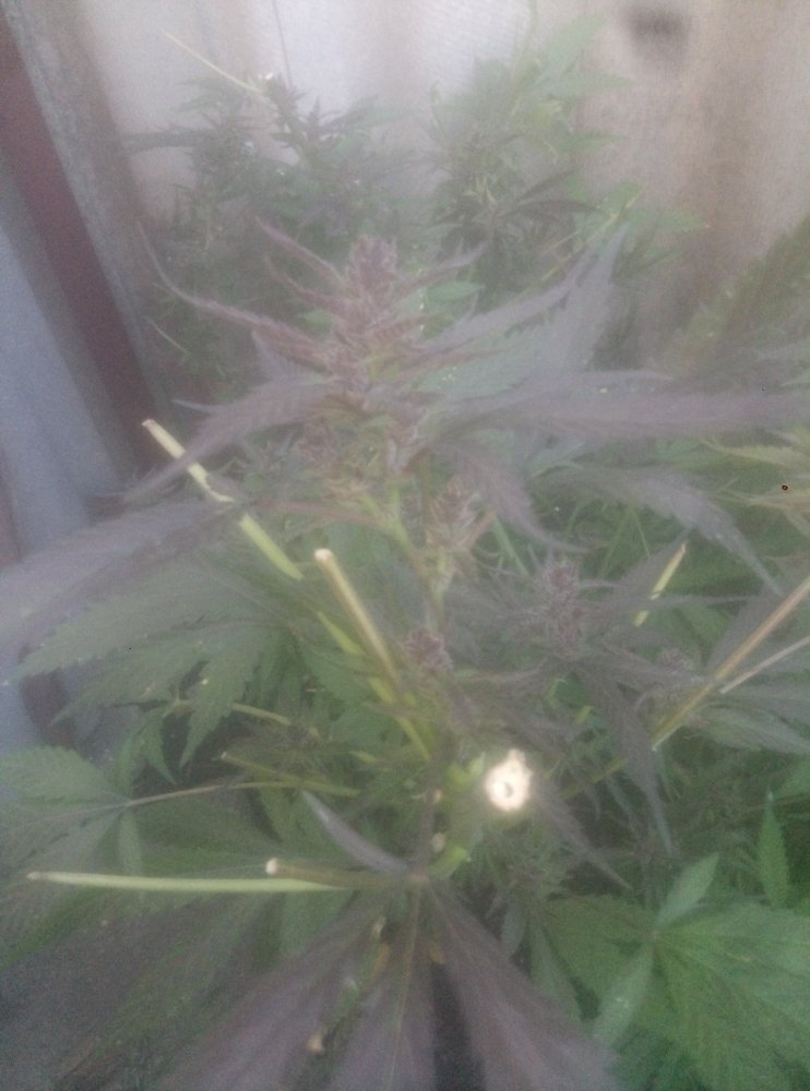 232554147_10_25purple1.thumb.jpg.7047a458486277bd11f8c2ebcdb5a760.jpg