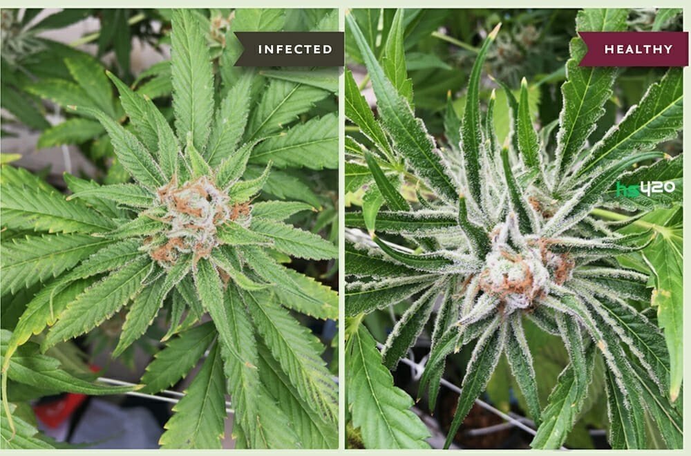 hplvd-healthy-cannabis (1).jpg