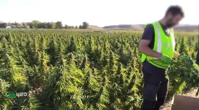 cannabis-farm-spain-seized (1).jpg