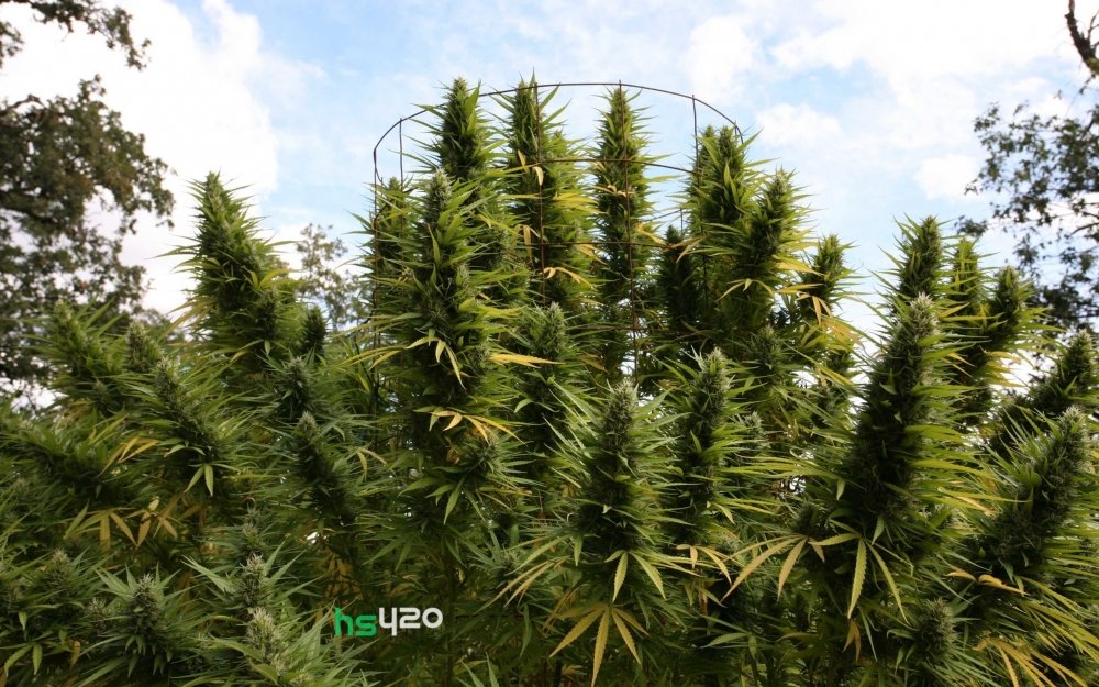 cannabis-grow-spain (1).jpg