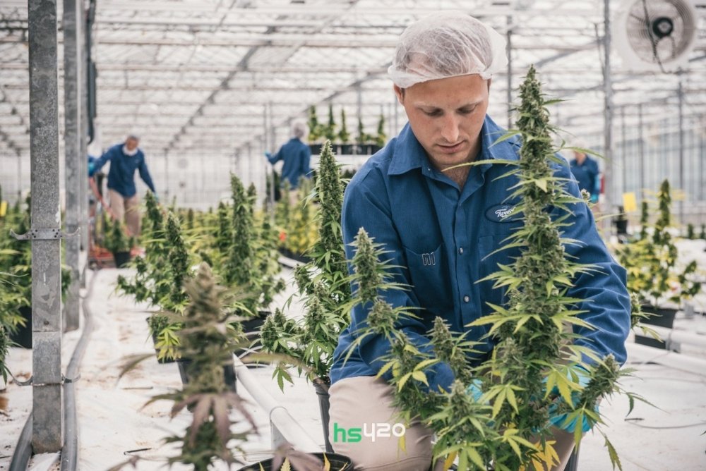 medcan-grow (1) (1).jpg