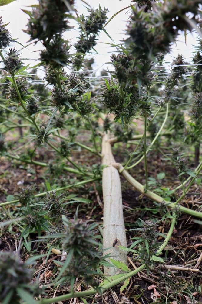 Early_Skunk_2021_2.jpg