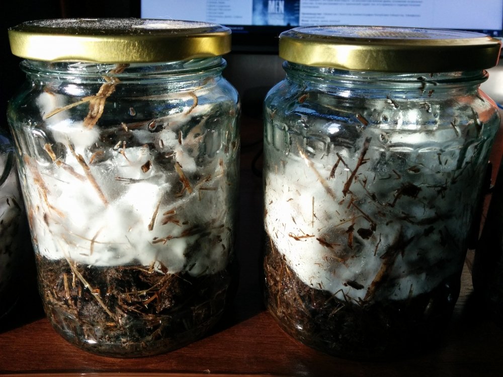 IMG_20211024_093026.thumb.jpg.ea92be8ffe8b72a9847884d008799214.jpg