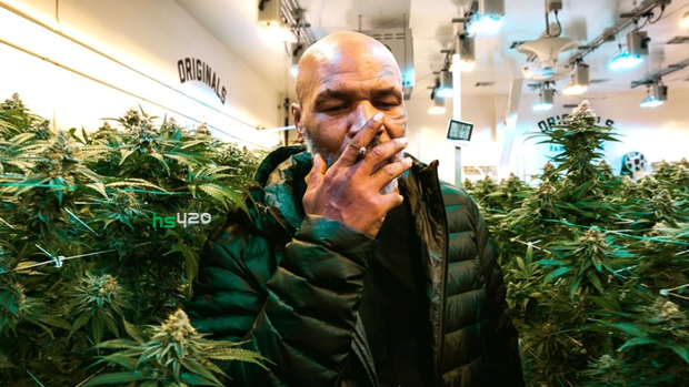 mike-tyson-cannabis(1).png