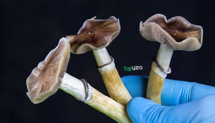 psilocybin-mushrooms-research(1).jpg