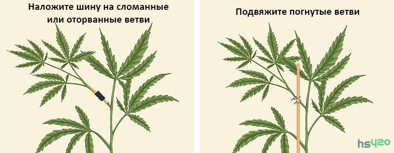 Цвет стебля у марихуаны почему свисают листья конопли