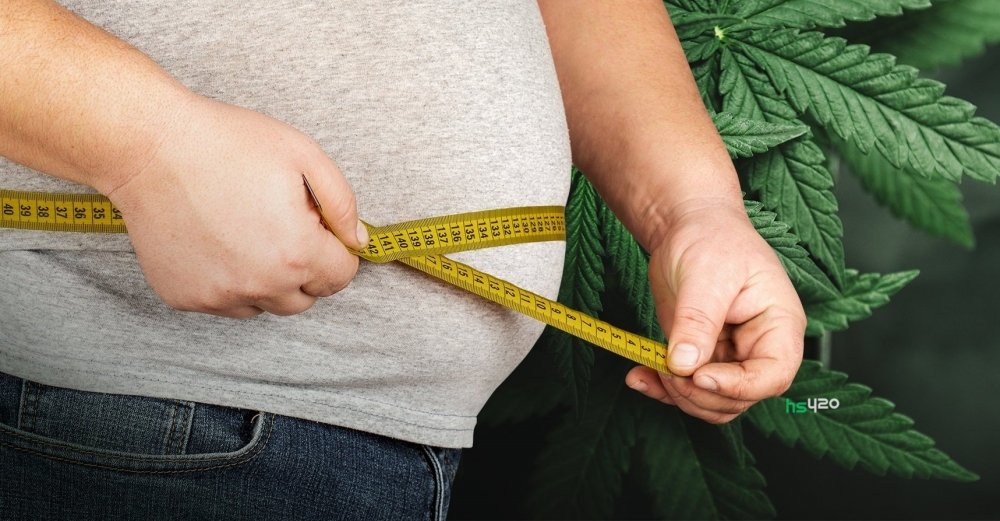 cannabis-obesity (1).jpg