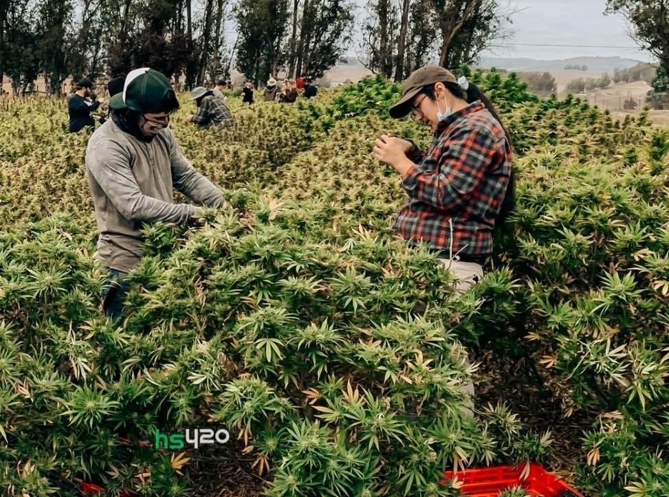 alaska-cannabis-harvest (1).jpg