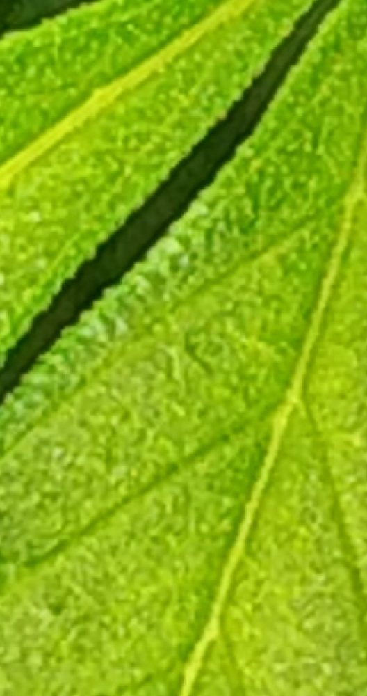 CM211105-164210030.thumb.jpg.f0b986183bf86e177d78cbf64a83a371.jpg