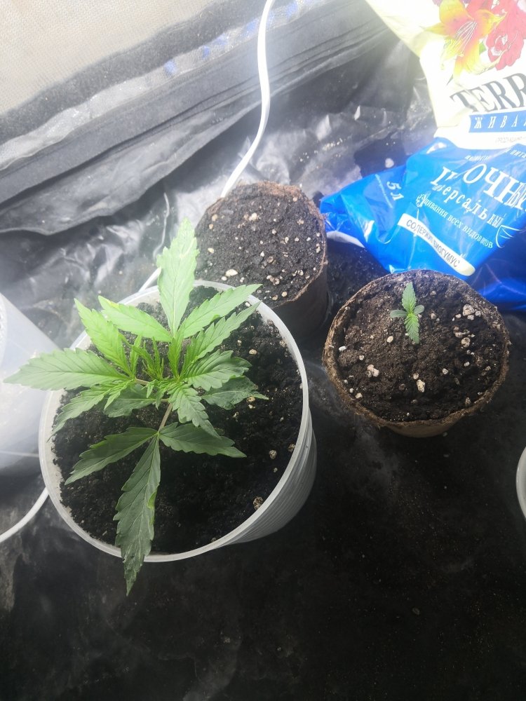 IMG_20211112_232625.thumb.jpg.3235ef7225af9f432fab953d564e6a55.jpg