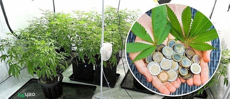 с чего начать выращивать марихуану