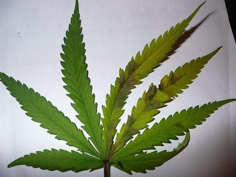 коричневые пятна на листьях марихуаны