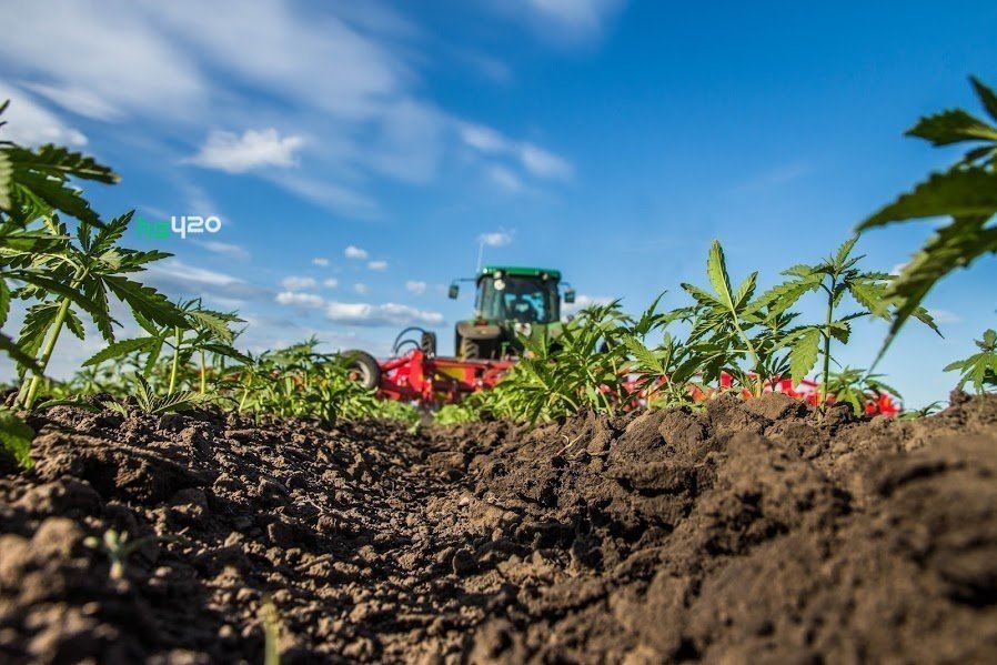 hemp-grow-russia (1).jpg