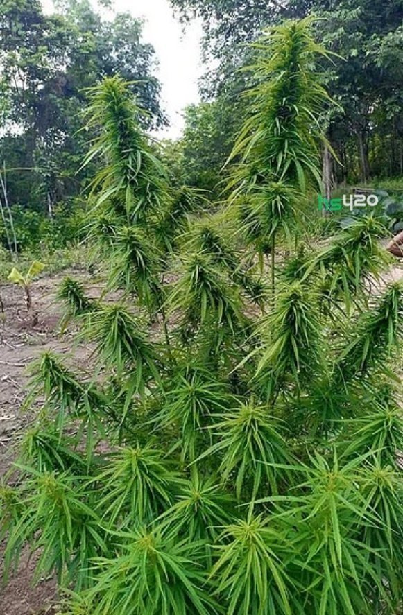 hang-krarok-cannabis (2).jpg