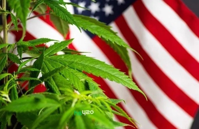 cannabis-legalization-us (1).jpg
