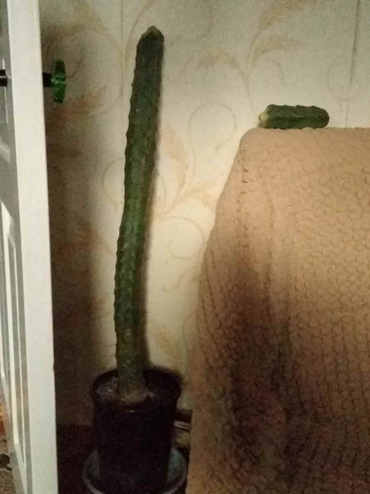 SSJ_1638618567940.thumb.jpg.f1de711e07e9d3e20ec10c8249b0db24.jpg