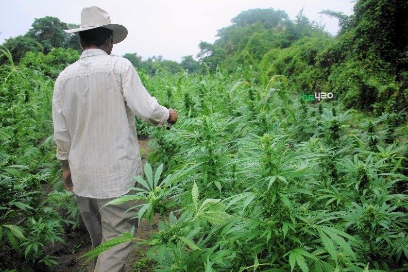 cannabis-cartel-grow-2.jpg