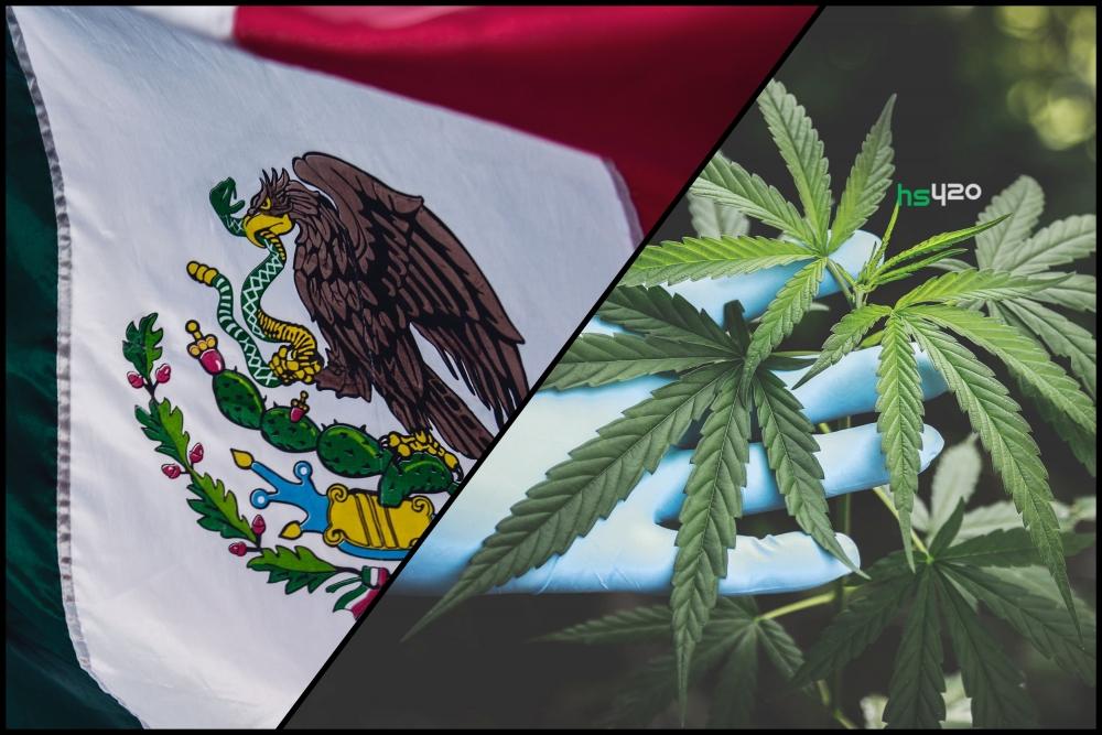 mexico-cannabis-cartels-grow-2.jpg