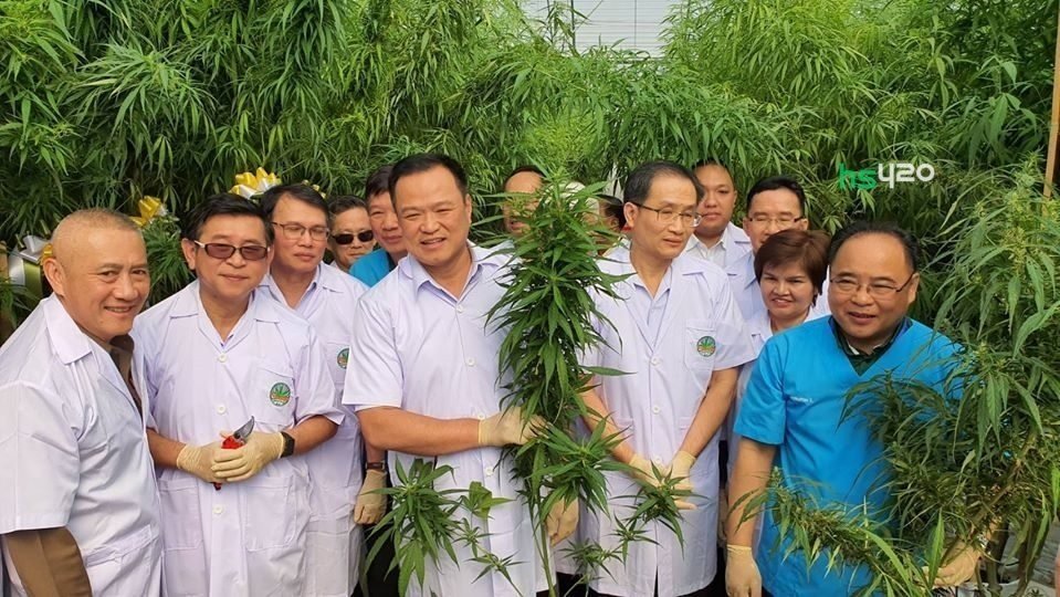 thai-cannabis-growers (1).jpg