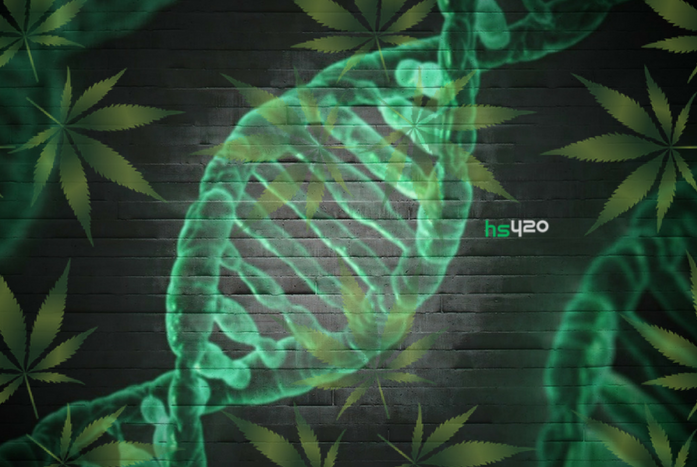 cannabis-genetics(1).png