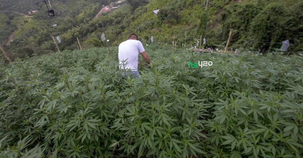 cauca-cannabis-grow(1).jpg