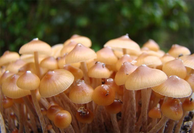 Psilocybe Mexicana Jalisco..jpeg