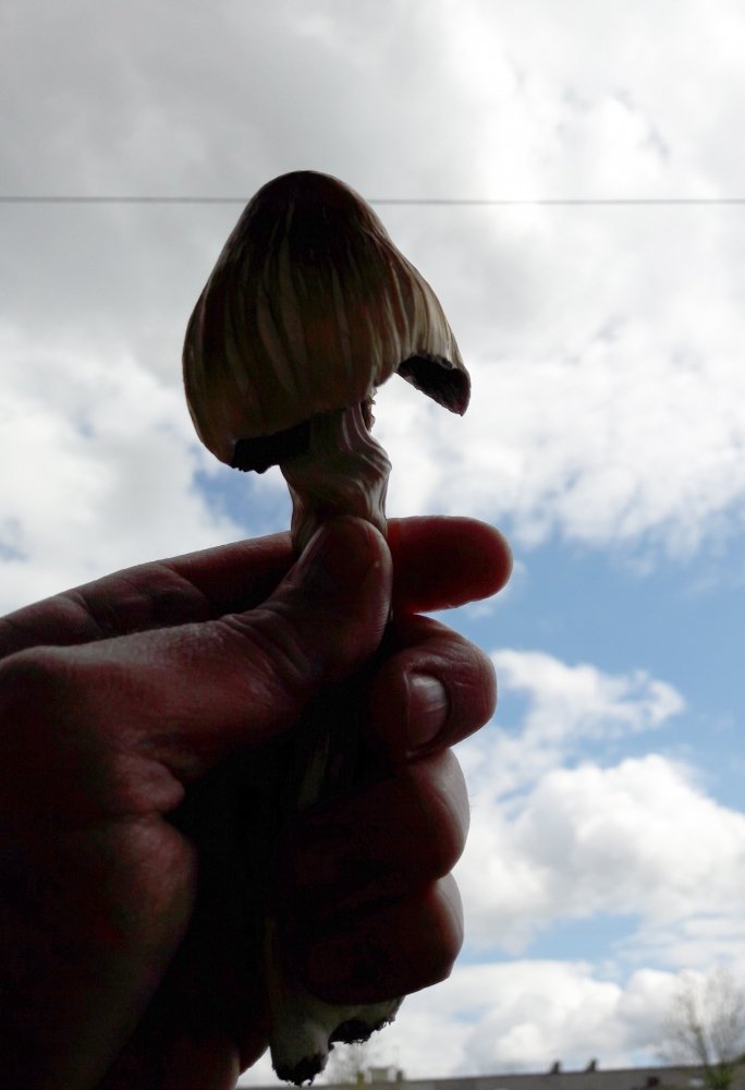 2061544018_solo11.thumb.jpg.315f08b91d4b43676ddeb2bd7d8f8109.jpg