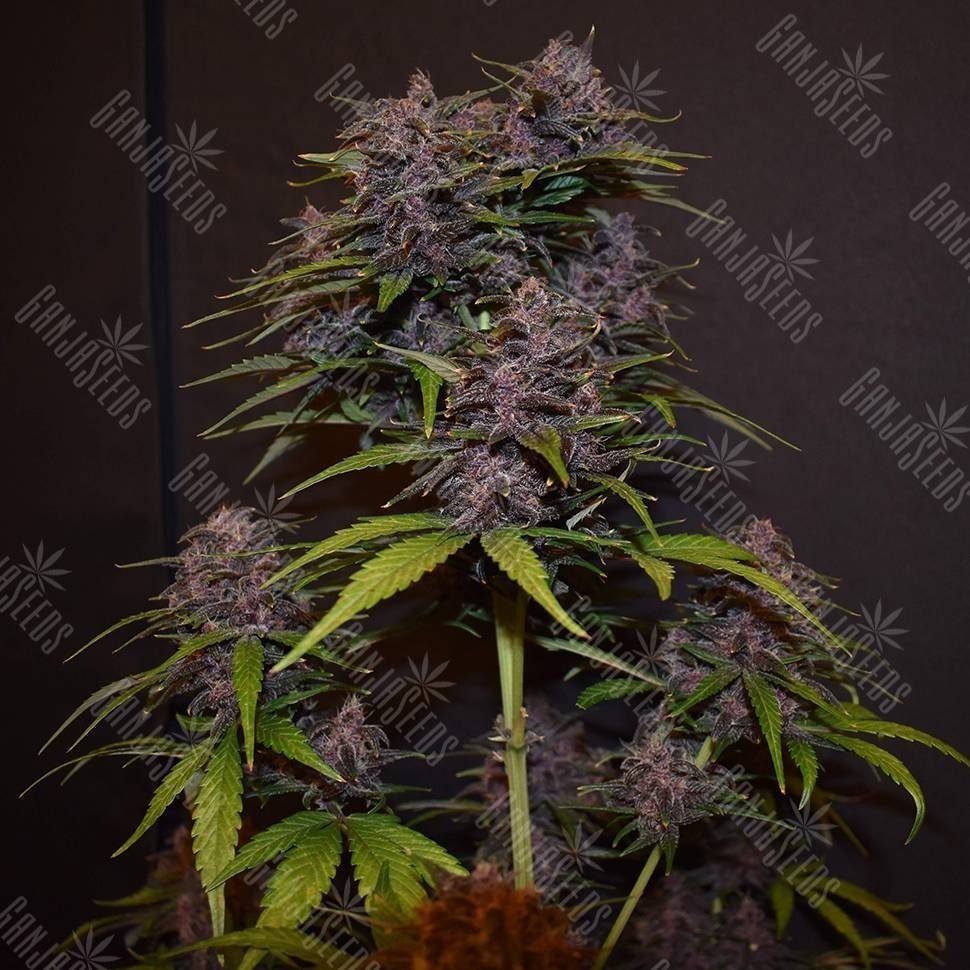 Blackberry-kush_4.750@2x.thumb.jpg.5b4329641fee82026a658e9401505308.jpg