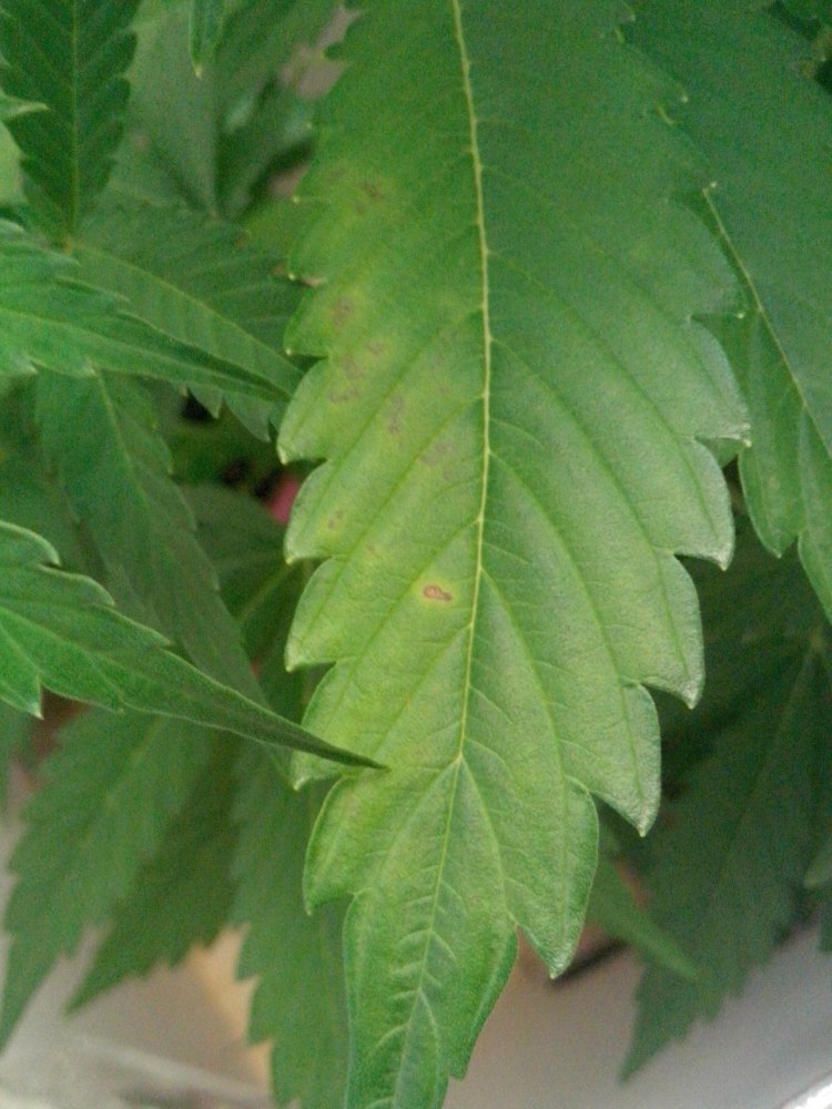 IMG_20130521_013938.thumb.jpg.ec546b780804db8e6261df444e86eae4.jpg