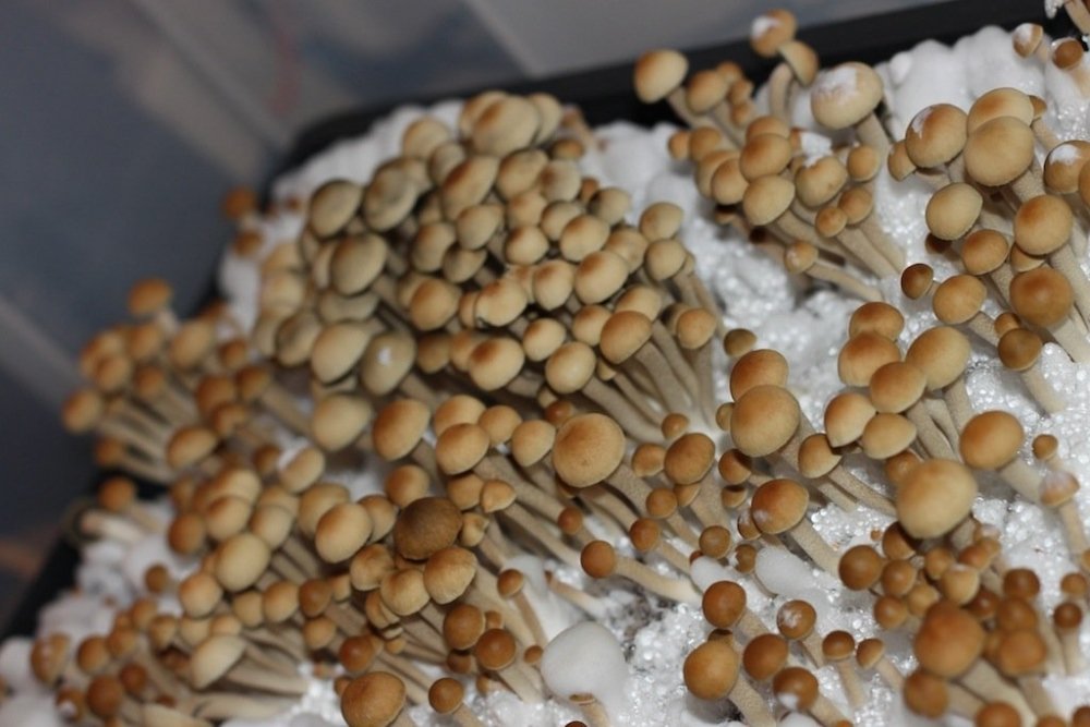 pans-grow5a.jpg