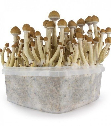 psilocybe-cubensismexican.jpg