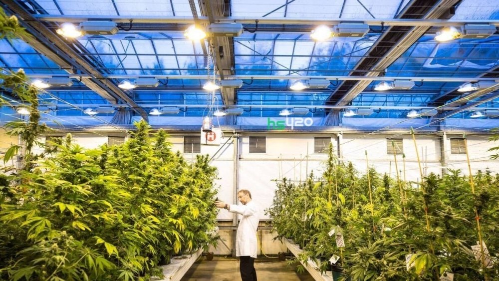 jazz -cannabis-farm-2.jpg