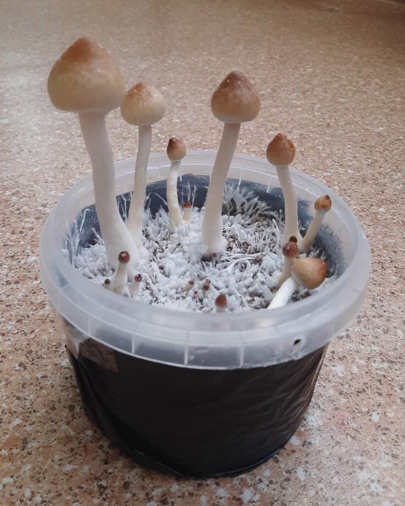 20220308_094317.thumb.jpg.6a71fb2cb39233567a7e5a541aa3d8fb.jpg