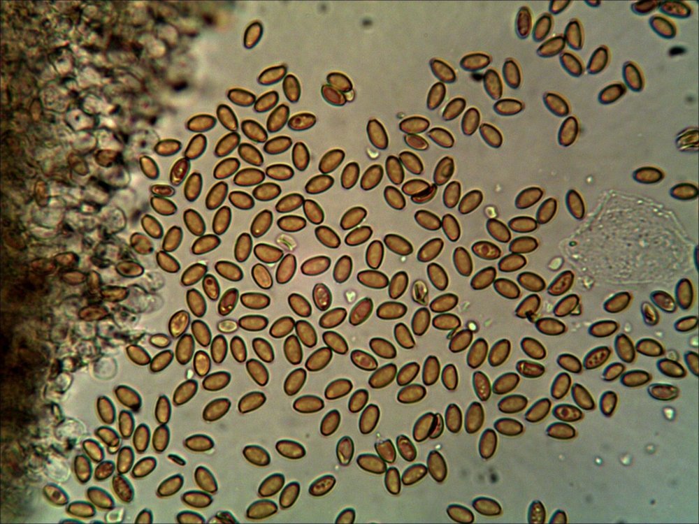616283115-Spores_800X.jpg