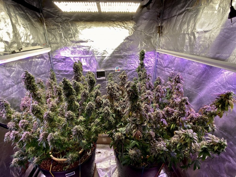 C4DFA841-8B2E-4176-B65E-1CD078A0178A.thumb.jpeg.069b379143528dfafcc5357aac35238d.jpeg