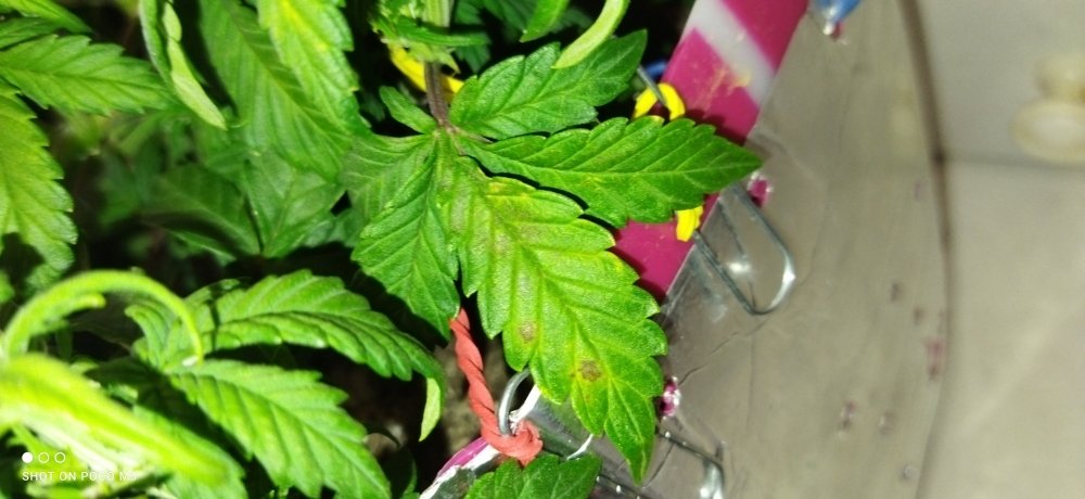 IMG_20220305_120442.jpg