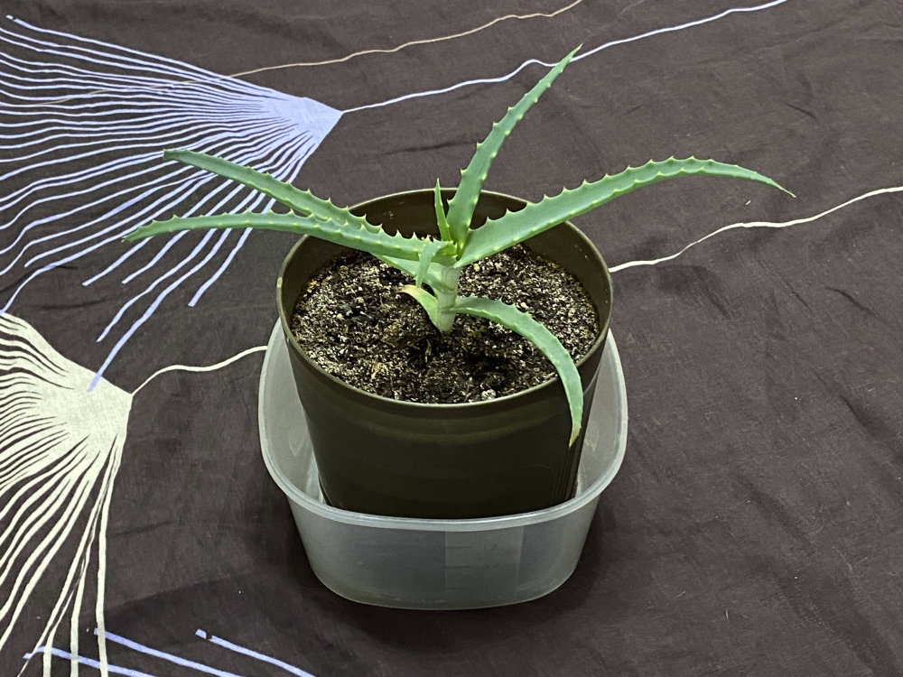 IMG_9613.thumb.JPG.17dcfb1d37e33473142cd35a358e6530.JPG