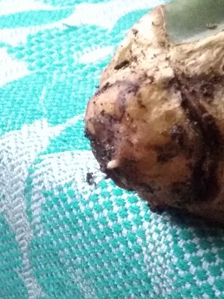 SSJ_1646242309697.thumb.jpg.9f48bee4e6d0311fc112cb9845b4d349.jpg