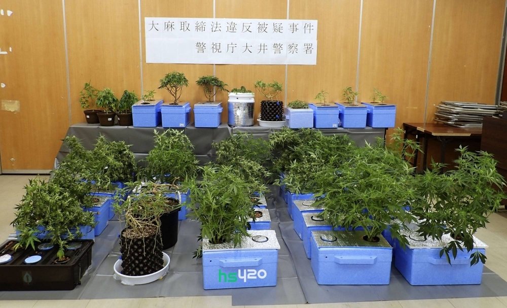 cannabis-seized-japan-2.jpeg