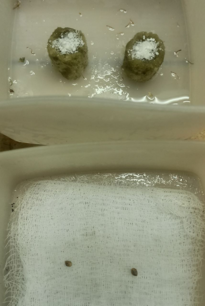 image.thumb.png.cb99766dfda36efe6426949194b8fb1e.png