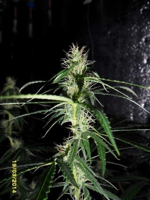 small.gallery_4195_1098_279148.jpg.74c3d8301df99459697fa63a58348443.jpg